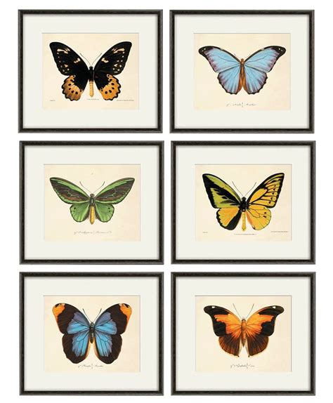 Antique Butterfly Art Print Set Nature Print Natural History Etsy
