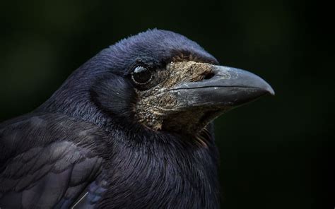 Wallpaper Birds Animals Macro Raven Wildlife Beak