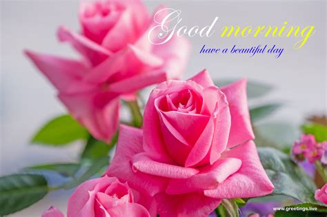 Incredible Compilation Exquisite Collection Of Good Morning Images With Rose Flowers In