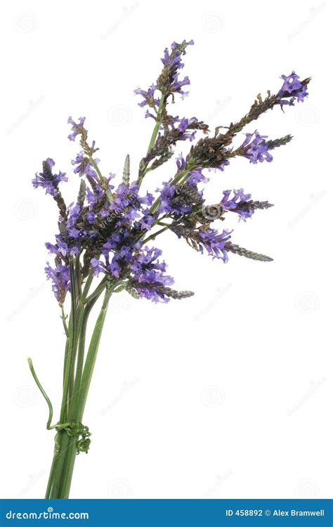 Lavender Bundle Stock Photo Image Of Bloom Infusion Lavender 458892
