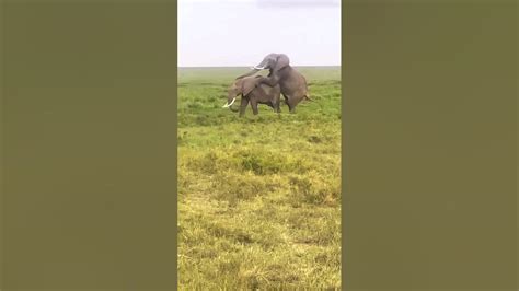 Have You Seen Elephants Having Sex 🐘 ️🐘 🤭🫣 Animals Wildlife Earth