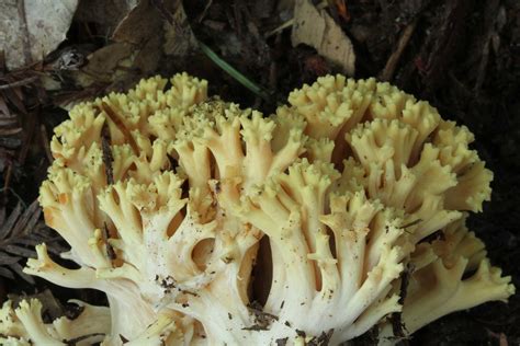 Yellow Coral Mushroom Yellow Coral Mushroom Ramaria Rasil Flickr