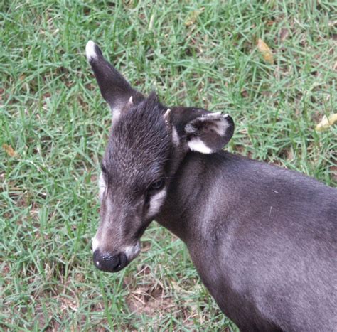 Information About Tufted Deer Whozoo