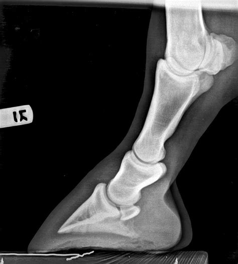 Hoof Radiographs Springhill Equine Veterinary Clinic