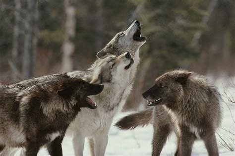 Wolf Pack Howling Image Id 275887 Image Abyss