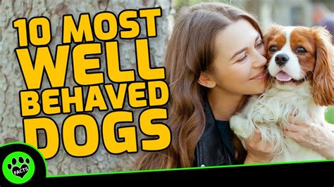 Top 10 Most Well Behaved Dog Breeds Youtube