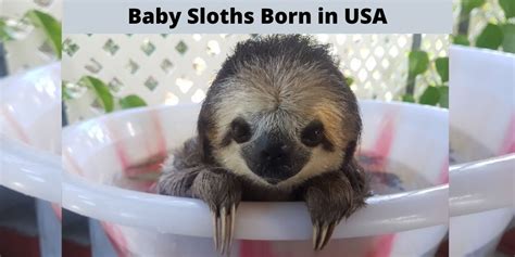 Adorable Sweet Little Baby Sloths Born In The Us Sloth Of The Day