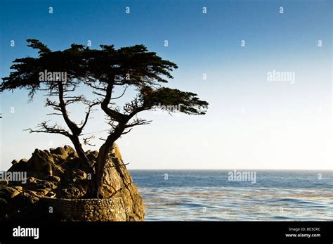 The Lone Cypress Tree At Pebble Beach On 17 Mile Drive Pacific Grove