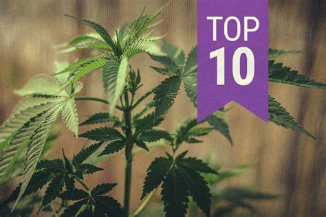 Another reason why you might need lights for growing weed is when you grow multiple plants. 9 Weed Growers Tips To Grow Cannabis Successfully