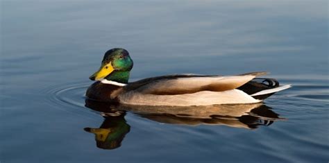 Duck Syndrome Gejala Dan Cara Mengatasinya Econo Channel