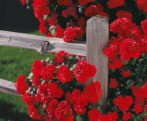 Red Roses Climbing A Rustic Fence I Found These Blooming R Flickr