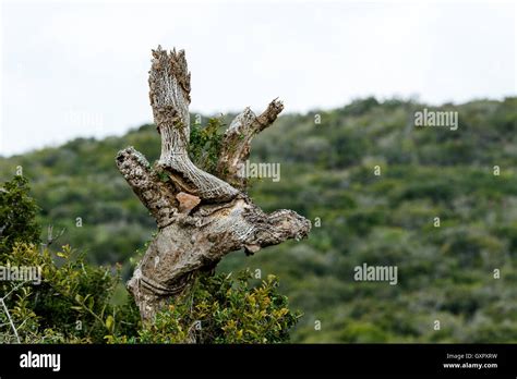 Tree Growth Addo Is A Town In Sarah Baartman District Municipality In