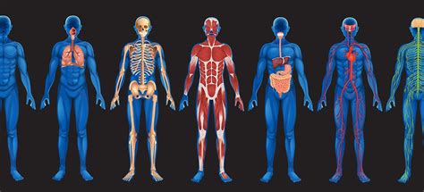 Cual Es La Diferencia Entre Anatomia Y Fisiologia Est