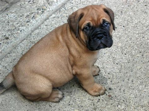The mastiff was not aggressive or fast enough, and. Bull Mastiff Puppies, Puppies Photos, Dog Photos, Dog Breeds