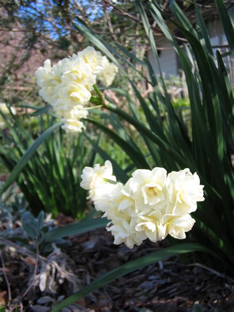 Marcelle Nankervis Top 10 Fragrant Plants For Spring