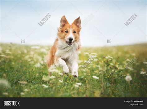 Red Border Collie Dog Image And Photo Free Trial Bigstock