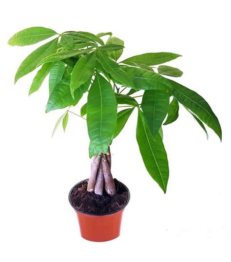 Money Trees Buying And Growing Guide