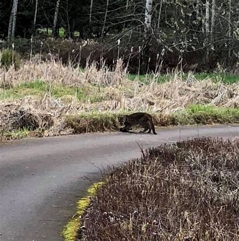 Cougar Euthanized After Wandering Into The Dalles Hotel