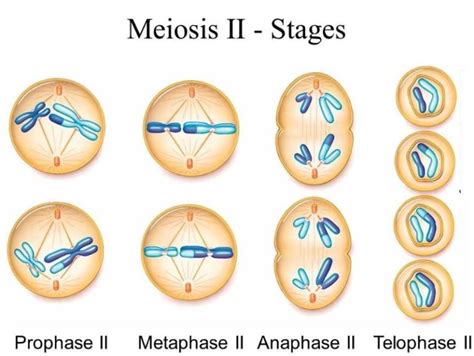 Perbedaan Mitosis Dan Meiosis Dan Penjelasan Lengkap Images And
