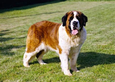 Saint Bernards Can Weigh Up To 200lbs Giant Dog Breeds St Bernard