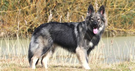 Die kleinen hunde leben mit ihren eltern zusammen bei mir auf dem grossen privaten grundstueck. Altdeutsche Schaferhunde - Présentation générale - Nuance ...