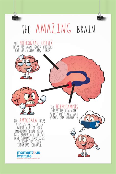 How The Brain Works Artofit