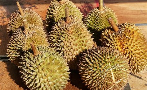 Durian - najbardziej śmierdzący owoc świata. Jakie ma właściwości i jak ...