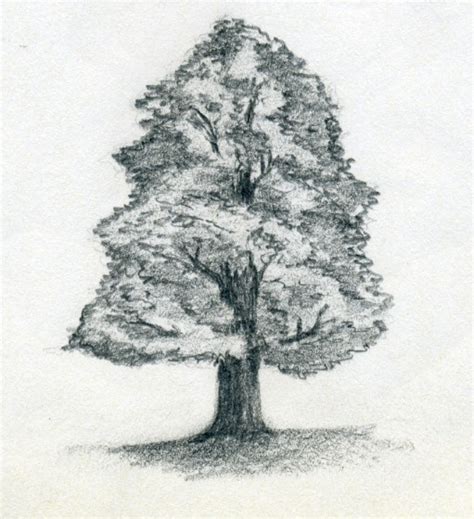 Drawing is a popular concept over the world. Draw A Tree Simply And Easily