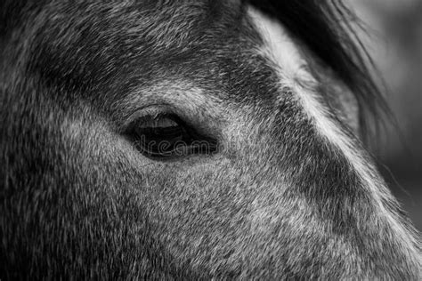 Close Up Horse Head Side View Stock Image Image Of Mammal Closeup