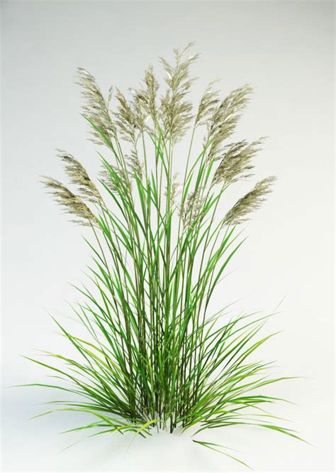 Tall Fescue Facts And Health Benefits