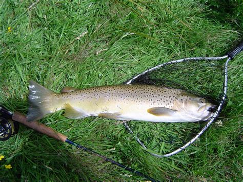 Bordered by the pacific ocean, christchurch is our garden city, blessed with beautiful parks and gardens right in the heart of town. South Island New Zealand Brown | Fly fishing flies trout ...