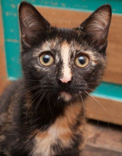 Tortoiseshell Cat For Adoption In Westminster Colorado Sally In