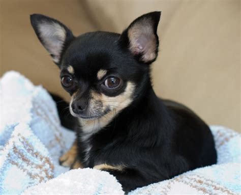 Chihuahua Cabeza De Venado Negro ¿cómo Es Y Cómo Cuidarlo