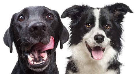 Train the puppies consistently and with firm hands. The Complete Guide to Border Collie Lab Mix (all you need ...