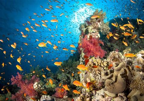 Facts About The Ocean As A Marine Life Habitat Interesting 2024