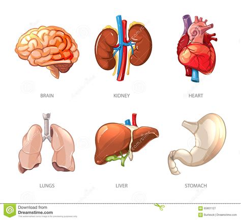 Human Internal Organs Anatomy In Cartoon Vector Style Stock Vector