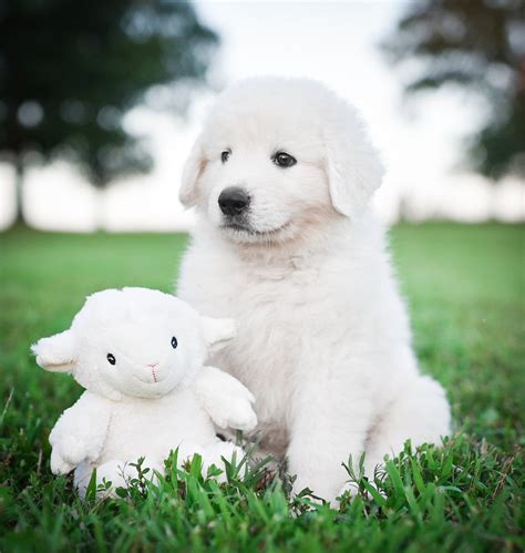 Includes details of puppies for sale from lurgenglare maremmas have been registered with dogs victoria since 1986 when our first *we also have fully accredited maremma therapy dogs servicing aged care & disability facilities in the blue. A Maremma Sheepdog puppy on a farm with a stuffie sheep ...