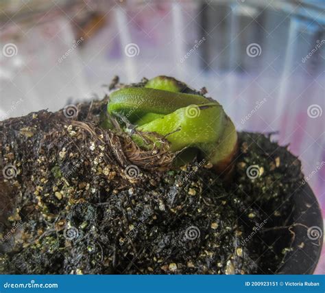 Mango Seed Have Been Planted New Sprout Stock Image Image Of Soil