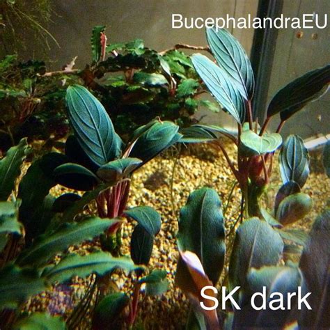 Bucephalandra Flowering Underwater Pedro Aquarium