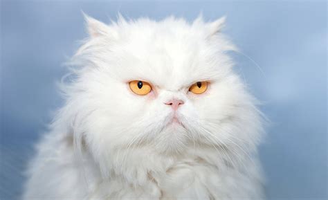White Cat Breeds The Most Popular White Cat Breeds And