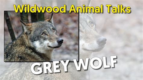 Wildwood Wolf Talk Youtube