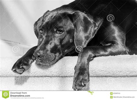 Black Labrador Retriever Laying Down Stock Photo Image Of Looking