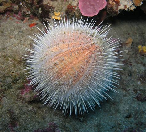 The Sea Urchin Can Live And Reproduce For Up To 200 Years Description