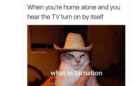 The 5 Best What In Tarnation Memes