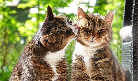 6 Reasons Why Cats Groom Each Other Heart Paw