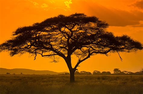 An Acacia Tree Serengeti National Park Tanzania Blaine
