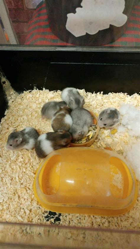 Baby Syrian Hamsters In Tipton West Midlands Gumtree
