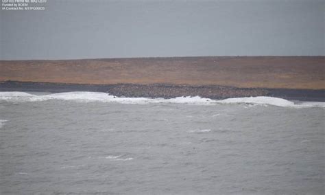 Declining Arctic Sea Ice Forces Thousands Of Walrus Ashore Huffpost
