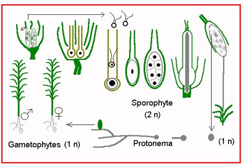 Moss Gametophyte Under A Microscope Micropedia