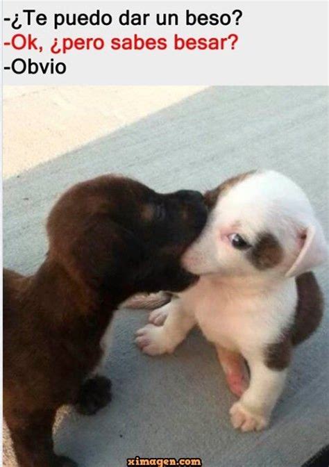 Te Puedo Dar Un Beso Imágenes Para Compartir Memes De Animales